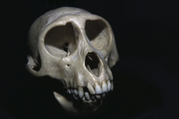 Aproximadamente fósiles de 300 Autralopithecus se han encontrado hasta la fecha.