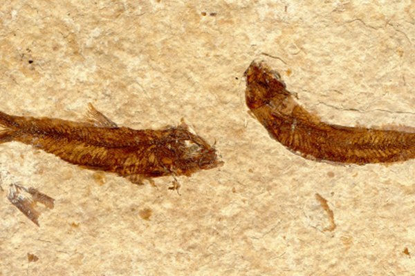 Los animales pequeños o conchas hacen grandes moldes de fósiles.