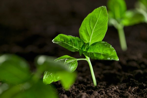 ¿Qué cantidad de nutrientes esenciales son necesarios para el crecimiento de las plantas?