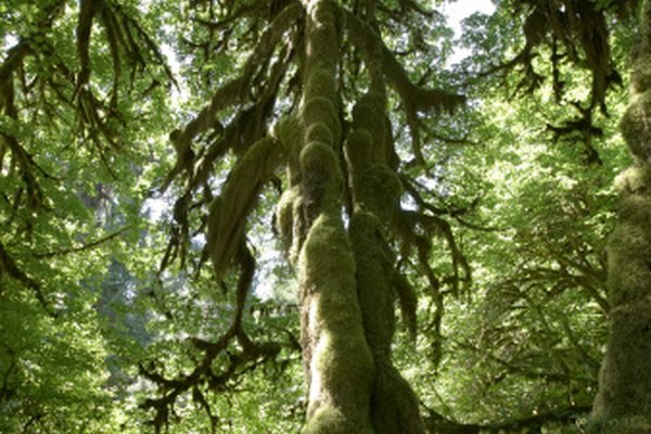 Compara las características de los bosques templados y tropicales.