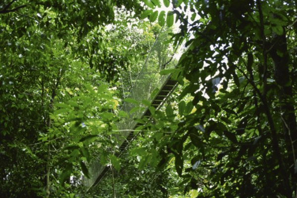 La exuberante vegetación de la selva tropical está bien adaptada a su medio ambiente.
