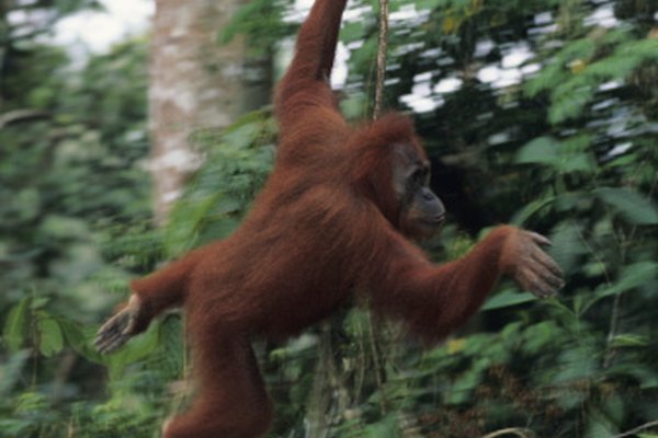 Las lianas también proveen un método de transporte para especies como el orangután.