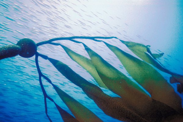 El kelp habita nuestro océano y es uno de sus principales productores.