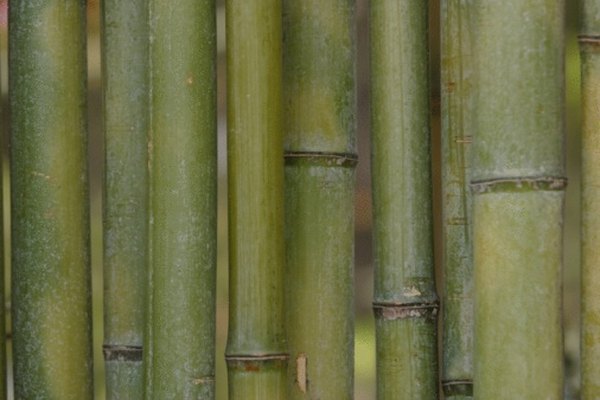 El bambú tiene una superficie exterior encerada.