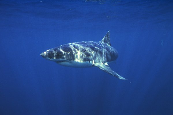 El tiburón blanco es uno de los depredadores más feroces del océano.
