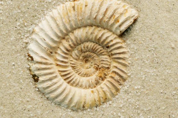 Los fósiles son confiables para el estudio de la vida en el planeta Tierra.