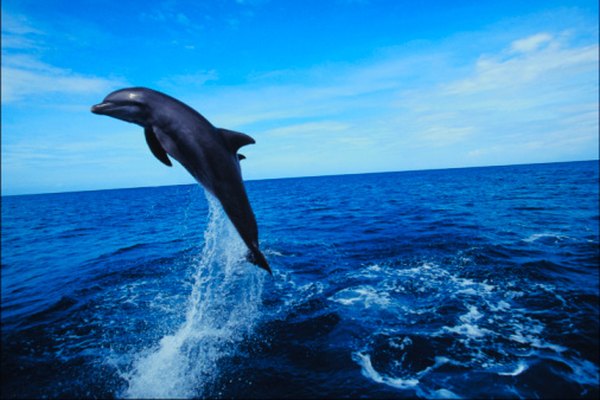 A diferencia de los peces delfín, un delfín respira aire.