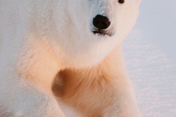 Un oso polar se mezcla con su ambiente.
