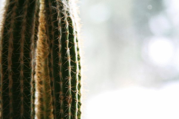 Los cactus no tienen hojas, lo cual reduce la transpiración.