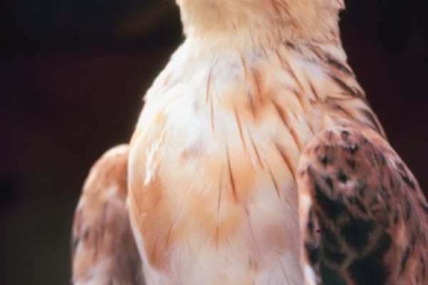 Los halcones usan sus picos para matar a su presa.