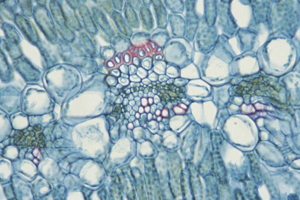 Esta imagen de la hoja de un clavel muestra las paredes celulares.