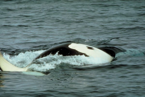 Las orcas cazan tortugas marinas en grupos sociales llamados vainas.