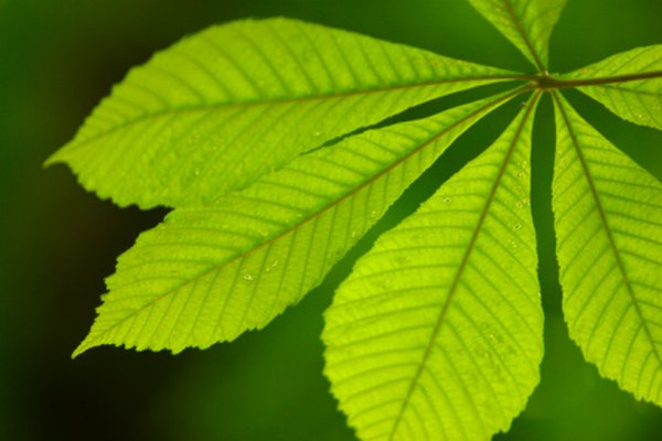 La fotosíntesis se produce en las hojas de las plantas y los árboles verdes.