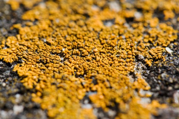 Las plantas no vasculares crecen en el suelo y rocas.