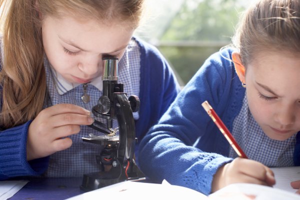 Los niños pueden usar un microscopio óptico para medir las células.