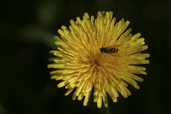 Las abejas y los dientes de león forman una relación simbiótica.