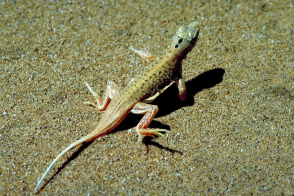 Los lagartos se adaptan a su medio ambiente.