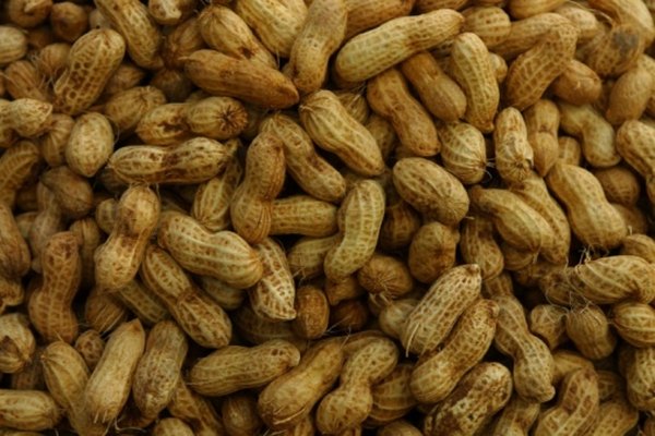 Los cacahuetes son una leguminosa importante.