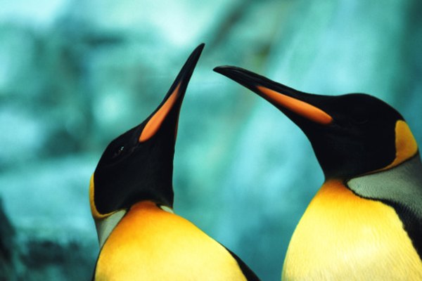 Diferencias entre pingüinos emperador machos y hembras | Geniolandia