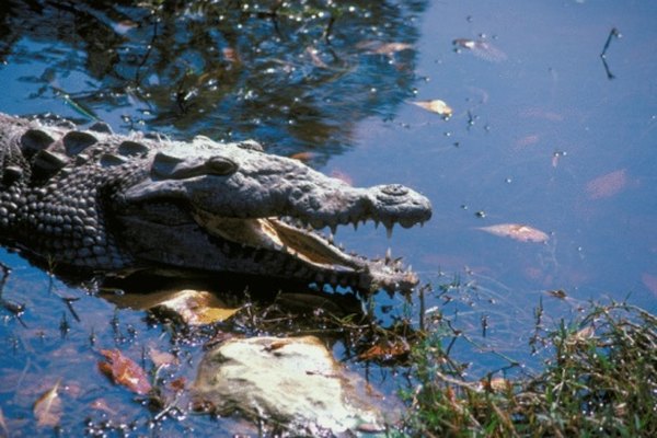Los cocodrilos americanos utilizan regularmente los estuarios del sur de Florida.