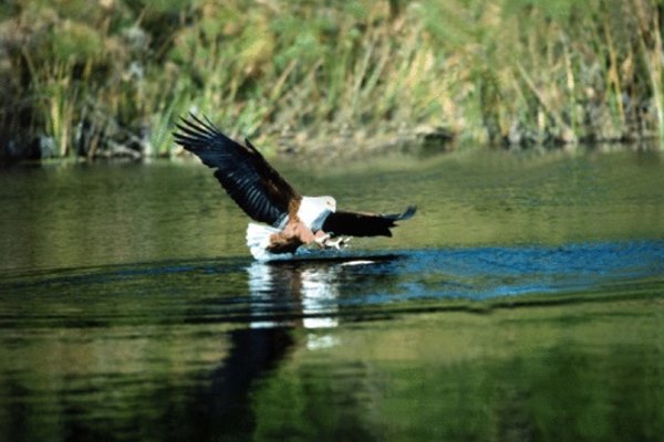 El águila pescadora africana patrulla los estuarios en busca de peces y aves acuáticas.