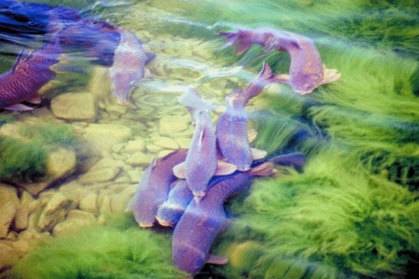 Muchos diferentes animales usan las algas como su fuente principal de alimento.