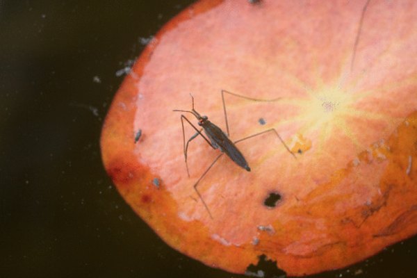 Los zapateros utilizan sus seis patas para correr sobre superficies de agua.