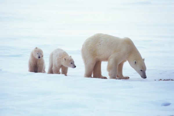 Los osos polares dan a luz en los refugios de nieve.