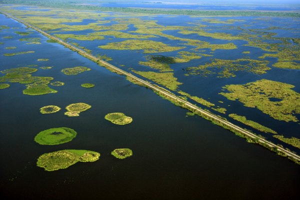 Los pantanos del río Mississippi son ejemplos de ecosistemas de agua dulce.