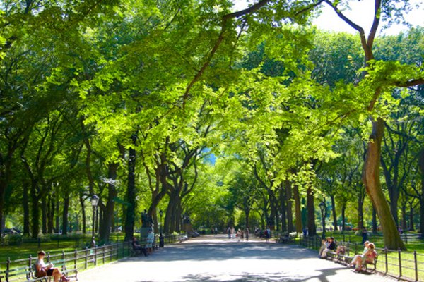 Las plantas realizan la respiración celular para sacar energía para crecer y florecer.