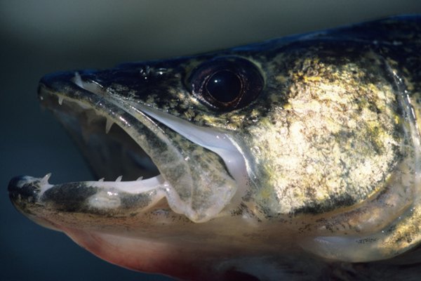 La lucioperca es uno de muchos peces de pesca deportiva en el lago Michigan.