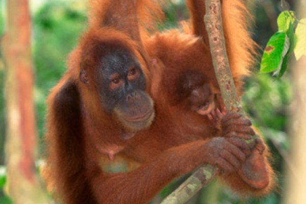 Todos los primates tienen una forma parecida a las huellas digitales.