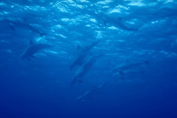 La aleta dorsal es el diferenciador clave para ayudarte a identificar las diferencias entre el delfín y el tiburón.