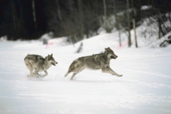 Los lobos grises pueden alcanzar rápidamente las 18 millas (29 km) a  velocidad de trote.