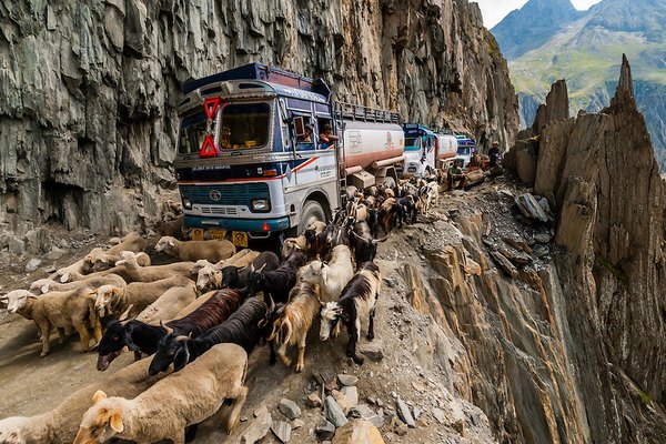 Camioneros conduciendo entre un rebaño de ovejas en el paso de Zoji La