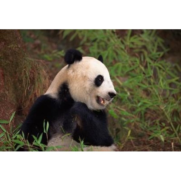 The Organizations That Protect Giant Pandas | Synonym