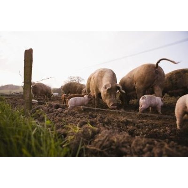 How to Build Troughs for Pigs | Synonym