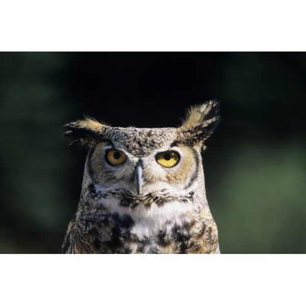 what-kind-of-sound-does-an-owl-make-at-night-synonym