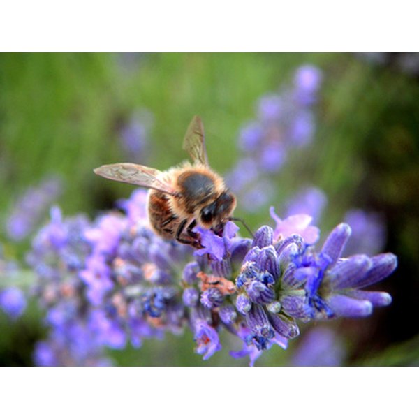 bee pollen side effects