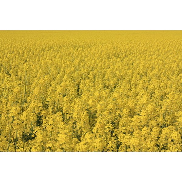 How To Extract Oil From Rapeseed 