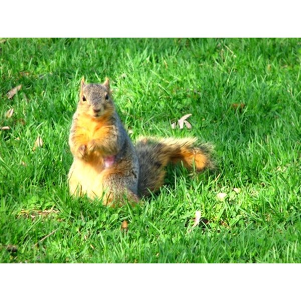 How to Get Rid of Ground Squirrels Naturally | Healthfully