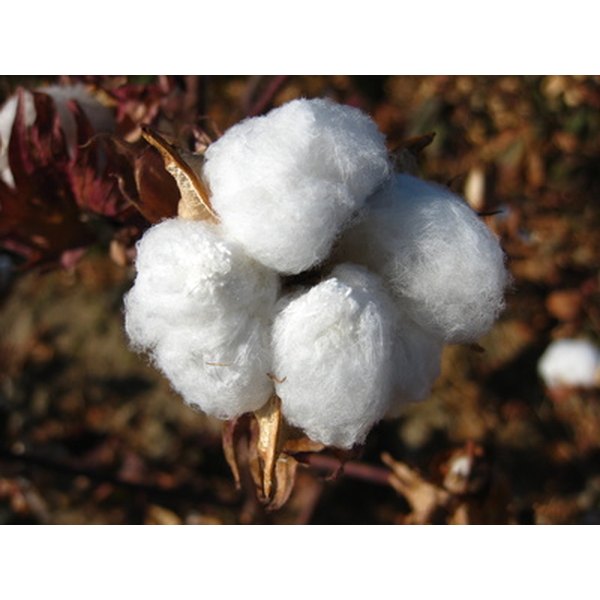 How Is Cotton Made Into Fabric? Our Everyday Life