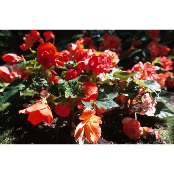 Plants for a WestFacing Garden Synonym