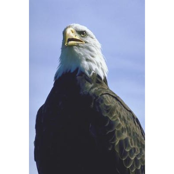 Where Is the World's Largest Bald Eagle Population? | Synonym