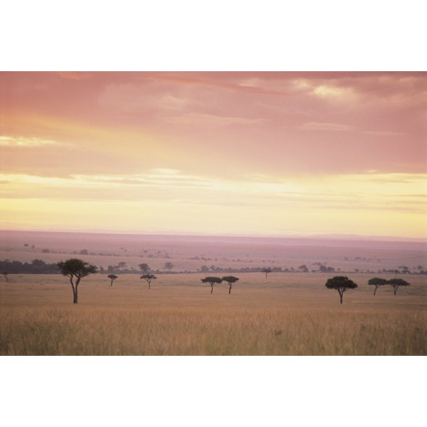 Examples Of The Food Chain In The African Savanna Synonym