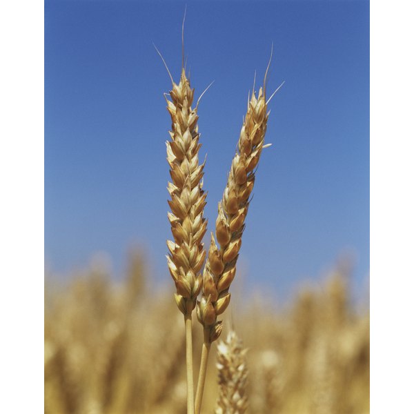 raw-wheat-germ-bulkfoods