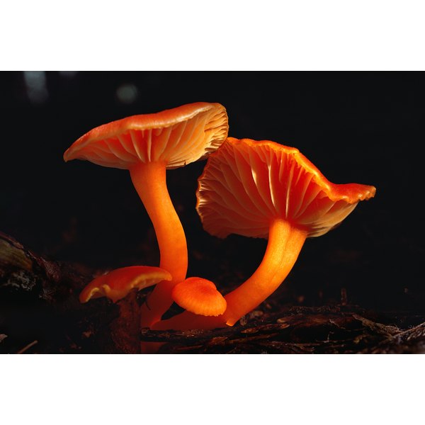 What Role Do Fungi Play in Food Chains? | Synonym