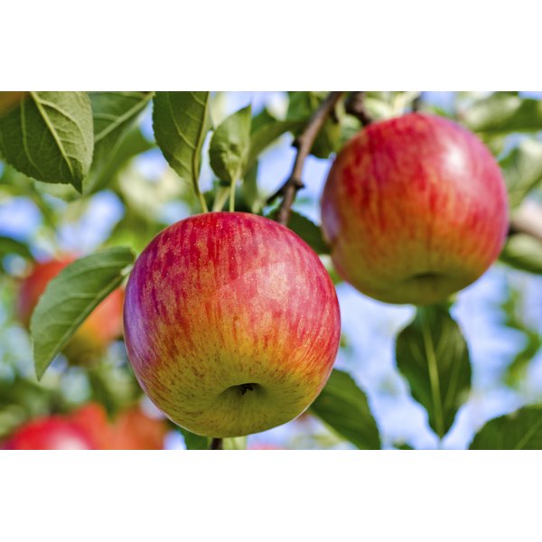 Fuji Apple Nutrition Information Our Everyday Life