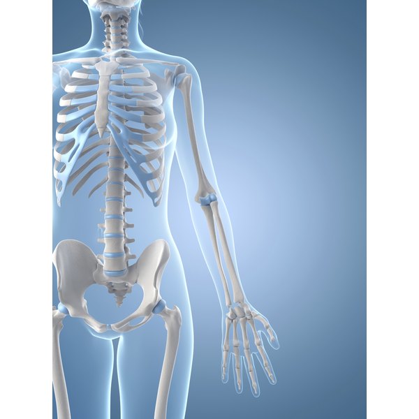 Tricks for Remembering Bones in Anatomy | Synonym