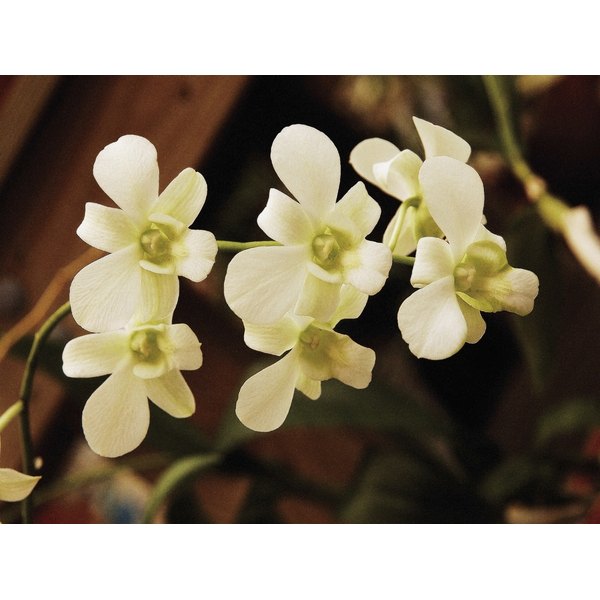 The Meaning of a White Orchid Our Everyday Life